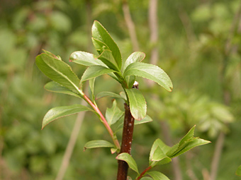 weidenlehrpfad: salix alba
