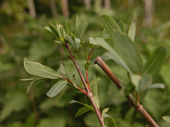 weidenlehrpfad: salix purpurea