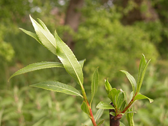 weidenlehrpfad: salix daphnoides