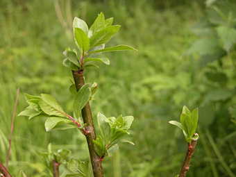 weidenlehrpfad: salix nigricans