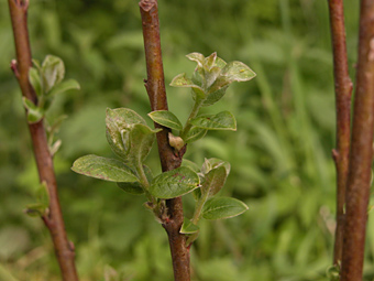 weidenlehrpfad: salix capea