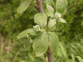 weidenlehrpfad: salix caprea mas