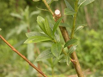 weidenlehrpfad: salix triandra