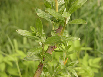 weidenlehrpfad: salix viminalis