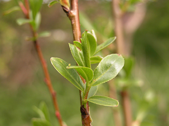 weidenlehrpfad: salix pentandra