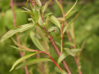 weidenlehrpfad: salix americana