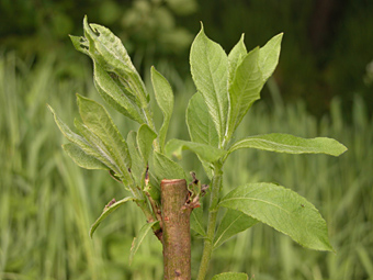 weidenlehrpfad: salix cinerea